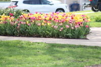 IMG 0590