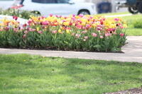IMG 0594