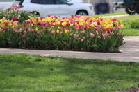 IMG 0597