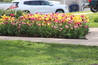 IMG 0598