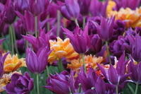IMG 0880